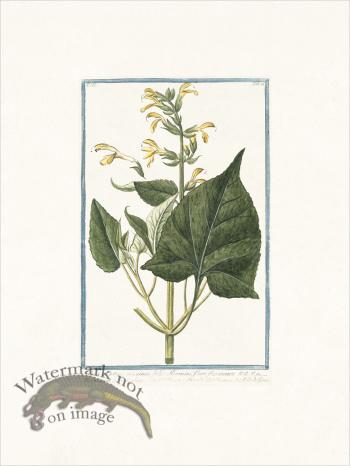 Bonelli 221 Sage from Montana